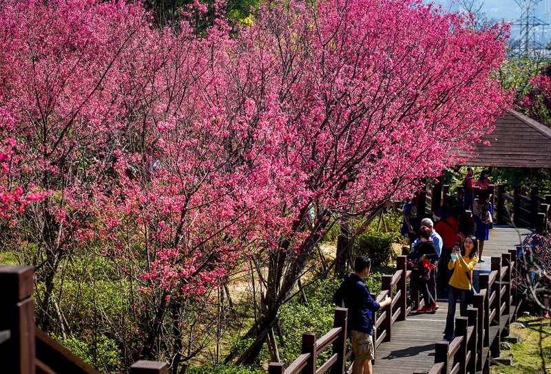Les Taiwanais profitent des bourgeons printaniers juste avant le Nouvel An lunaire et une vague pluvieuse annoncée (photo CNA)