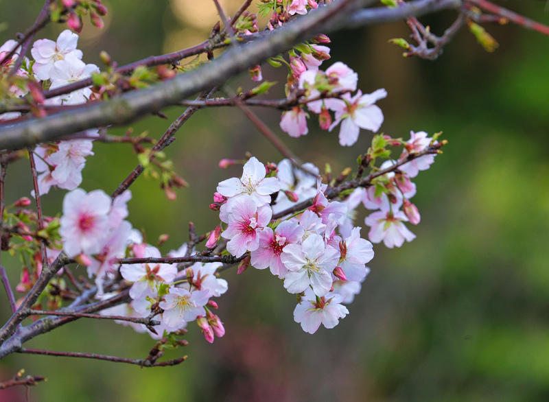 Les Taiwanais profitent des bourgeons printaniers juste avant le Nouvel An lunaire et une vague pluvieuse annoncée (photo CNA)