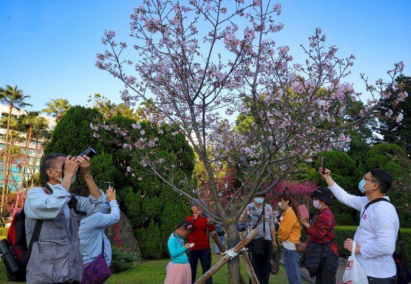 Les Taiwanais profitent des bourgeons printaniers juste avant le Nouvel An lunaire et une vague pluvieuse annoncée (photo CNA)